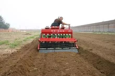 今年小麦黄叶烂根死苗怎么回事,今年小麦枯死是什么虫害原因