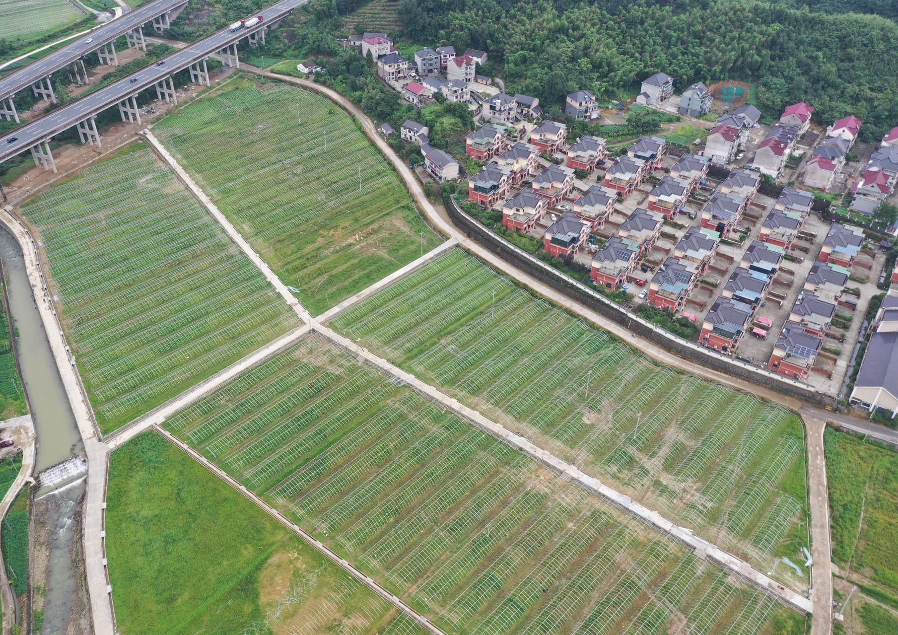 杨村草莓园,杨村桥今年草莓苗价格