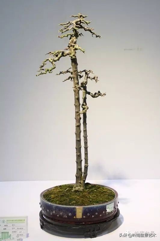 双干树,双干型果树