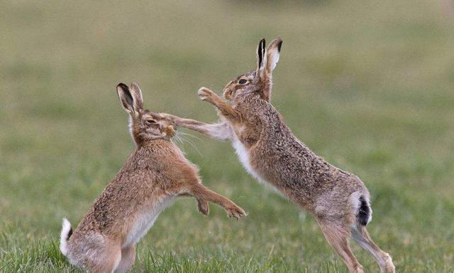 骆驼群里混进“间谍”，暴露位置引来猎手*杀屠**，4年已经被灭16万