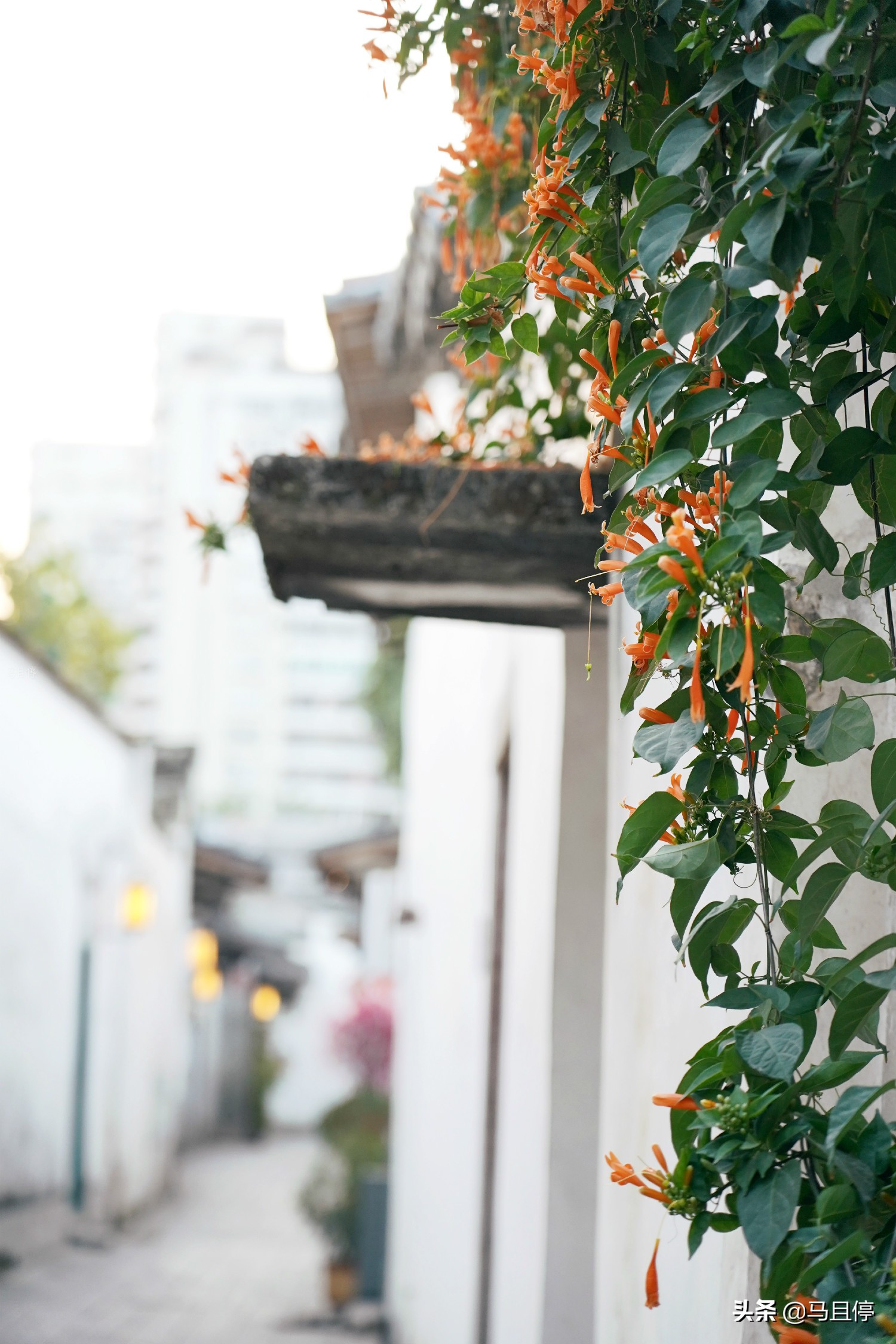 福建福州旅游攻略自由行最佳线路,福州游玩攻略超详略