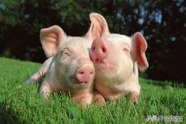 后海穴治仔猪拉稀,仔猪水样腹泻腹腔注射什么药物