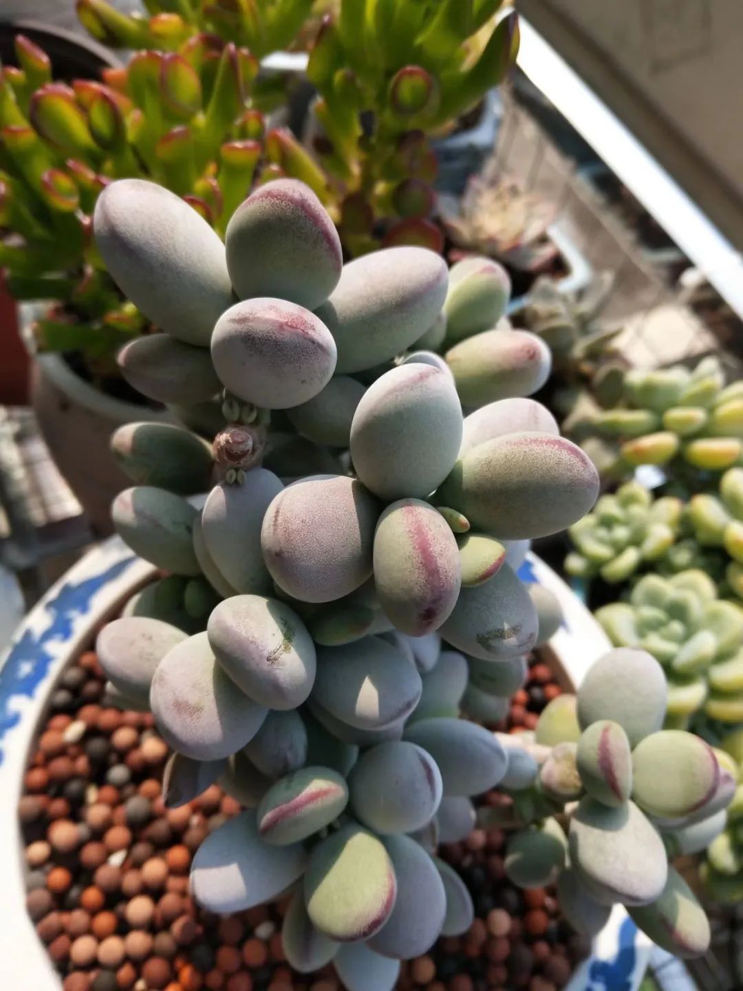 乒乓福娘锦的繁殖方法,乒乓福娘可以叶插繁殖吗