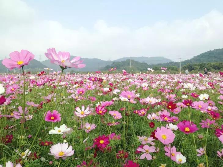 美翻了无锡这个紫色花海,美翻诸城这片花海刷爆整个朋友圈