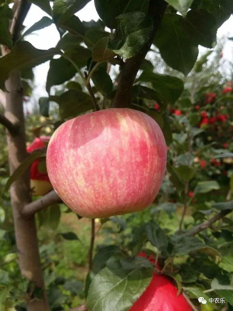 何巨才果园管理,何巨才谈苹果树控旺