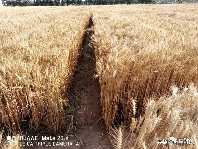 小麦高产抗病抗倒品种有哪些,育种小麦