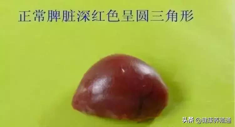 家禽疾病的常用诊断方式有哪些,家禽常见疾病及检测方法书籍