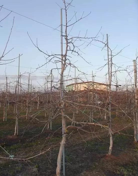 1234修剪法,123果树修剪