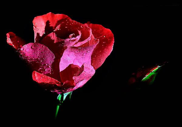 埃尔加有哪些名曲,埃尔加大提琴协奏曲