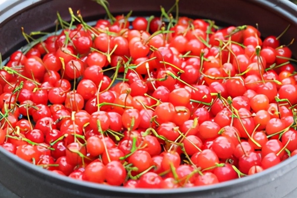 樱桃蜜汁的做法大全,樱桃甜蜜汁的做法