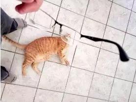 动物沙雕表情包搞笑,沙雕模仿动物表情包