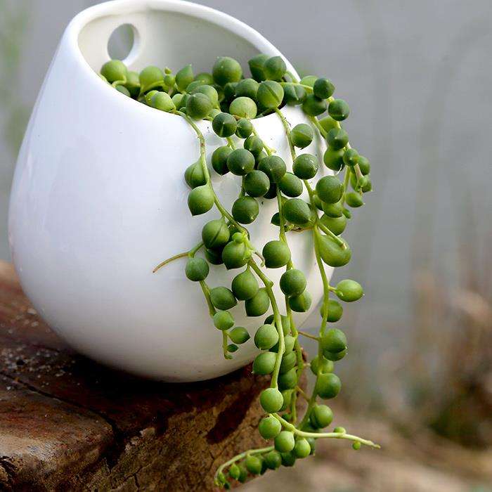 100种室内盆栽花,花卉大全500种盆栽名称