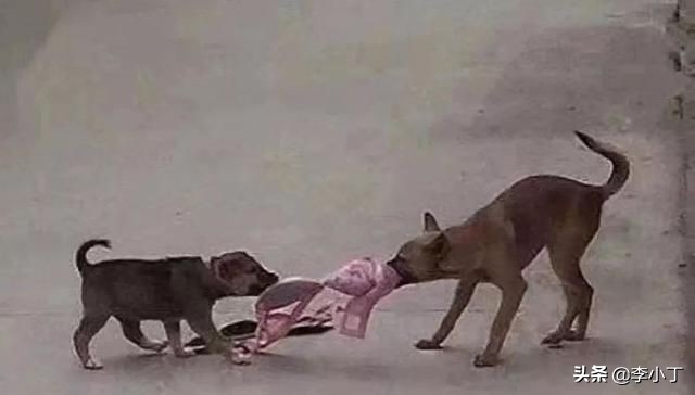 全网通缉的两条狗,全网通缉的狗