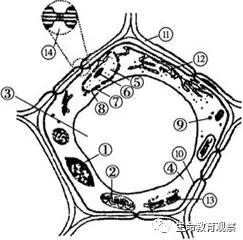 细胞的亚显微结构,细胞亚显微结构模型