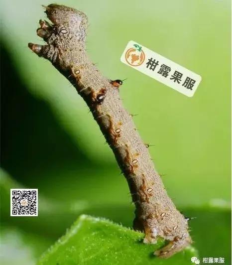 柑橘的常见病虫害和预防方法,柑橘新叶卷曲是什么虫害如何防治