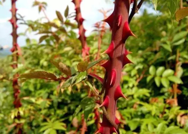 我国很多成语与植物有关,汉语成语中的植物文化