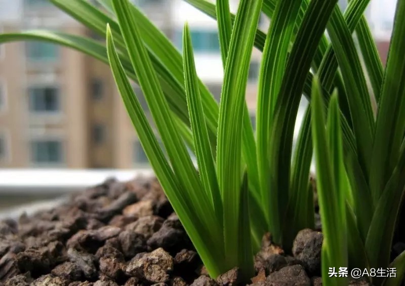 每日一品兰花图片大全,每日一品兰花价格