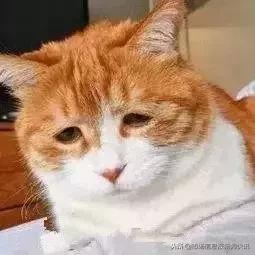 恒源祥南极人全是贴牌吗,网购假南极人羽绒服怎么办