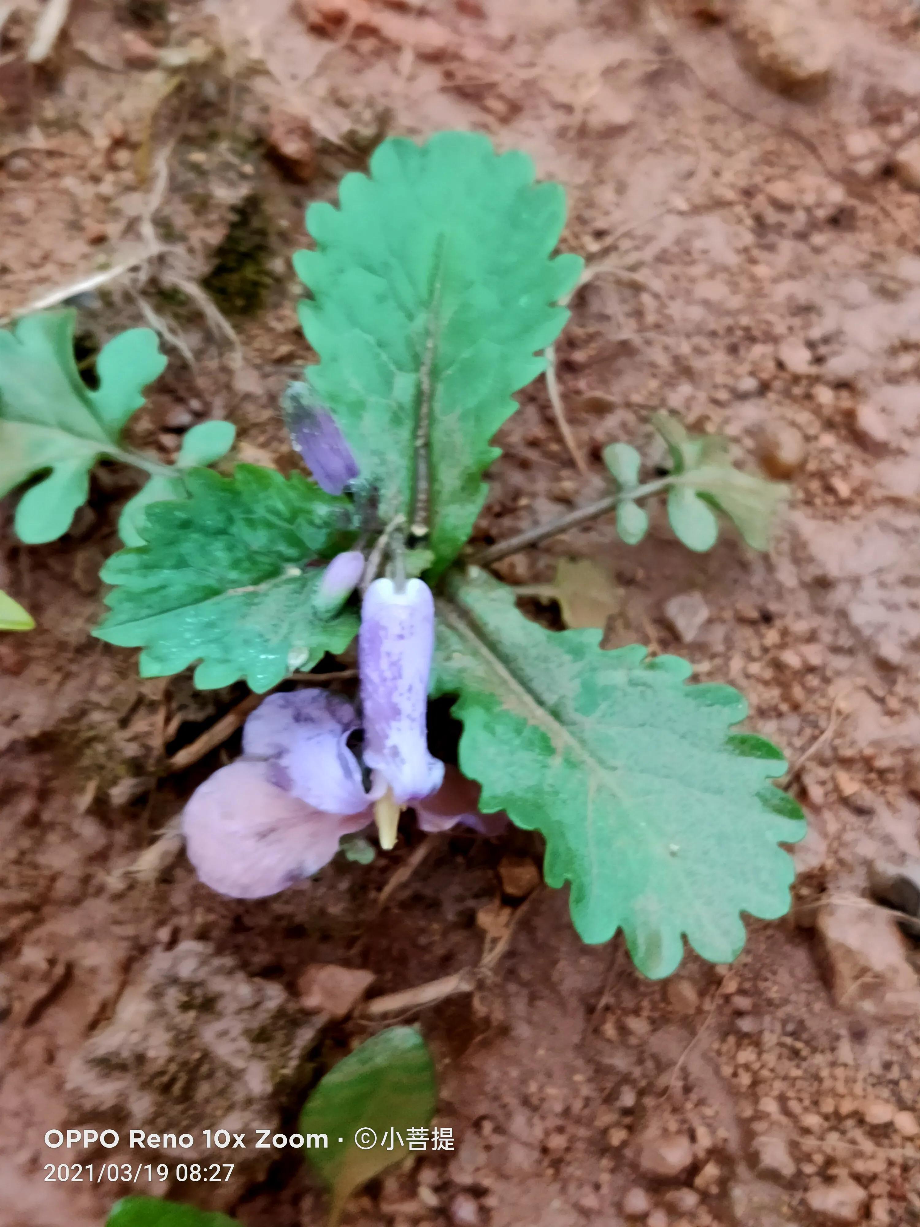 这种植物为成就蜀国屡次北伐功不可没