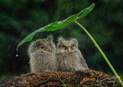 雨怎么那么大,下这么大的雨小鸟怎么办