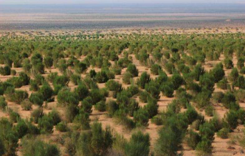 蚂蚁森林推出3年，马云在线下种植了1亿棵树苗，你贡献了几棵？