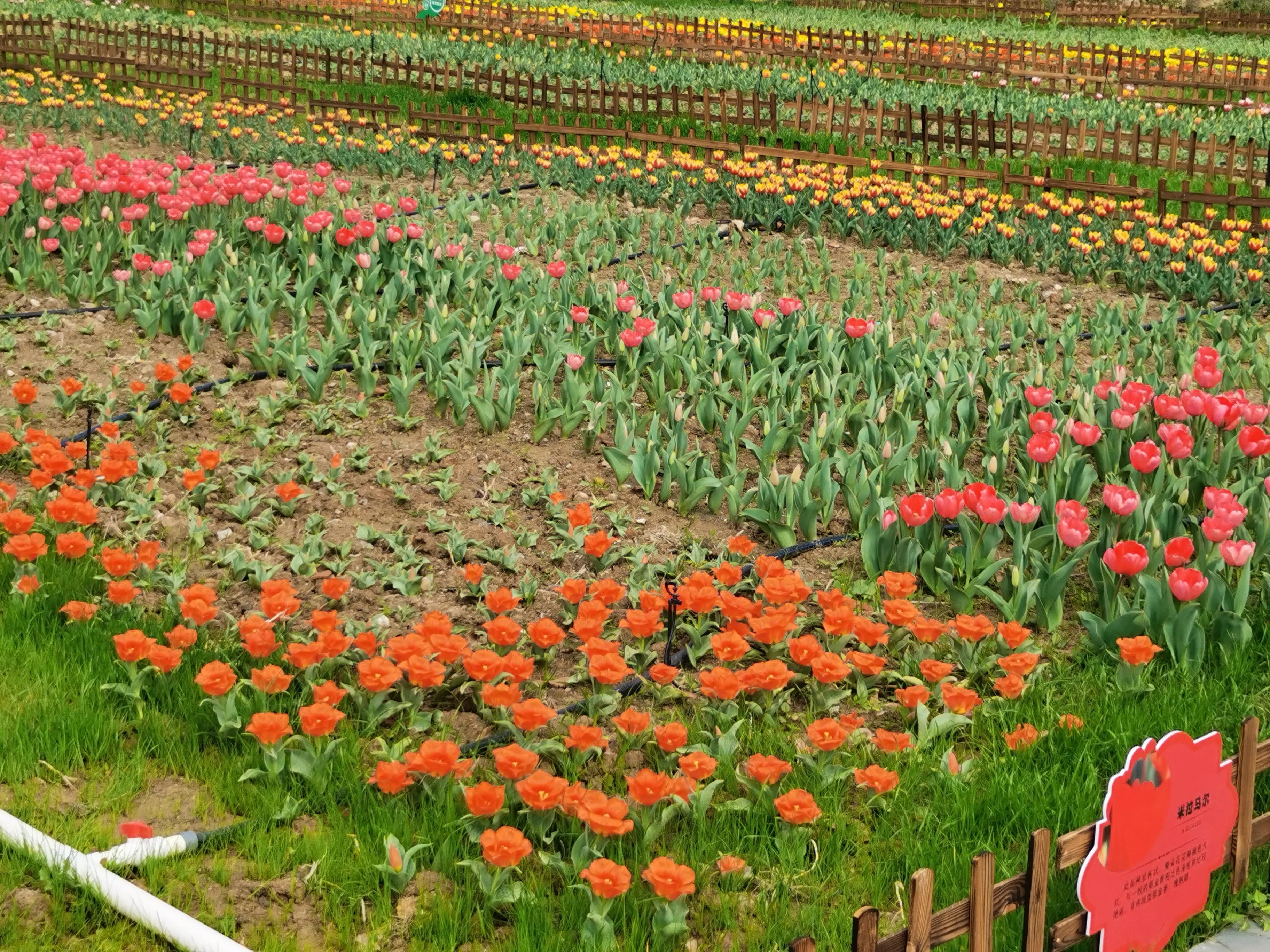 美丽郁金香花海,美丽郁金香gullale小程序