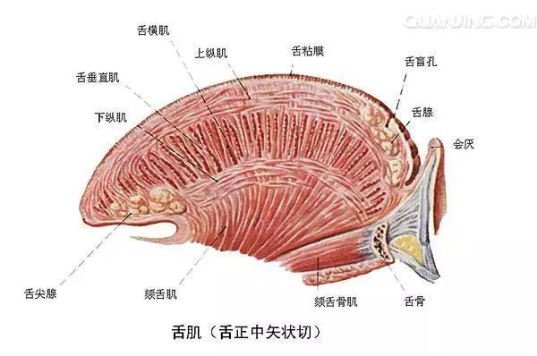 opt口肌评估,opt面部提拉