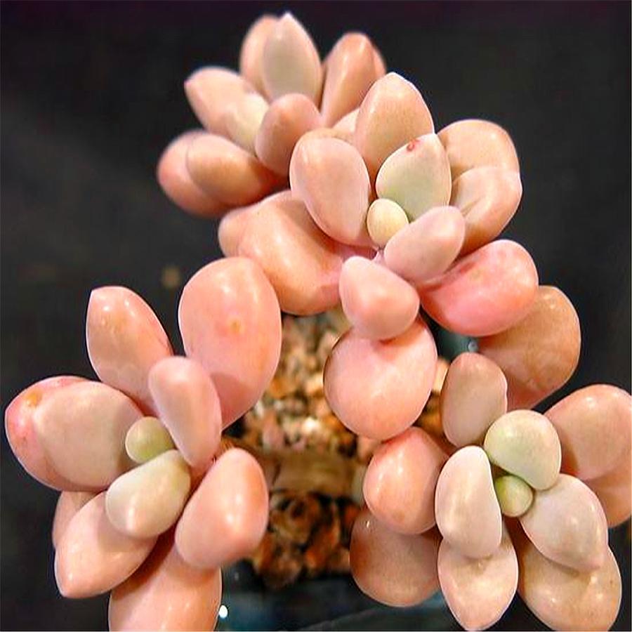 多肉艾伦斑怎么处理,多肉艾伦叶片有黑点是什么问题