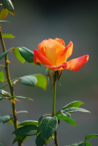 怎么栽月季小苗视频讲解,怎么养好树状月季苗子视频