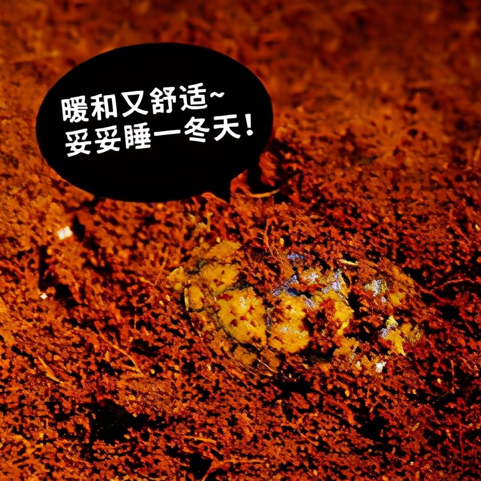 关于乌龟的知识与饲养,乌龟冬眠的科普知识动画片