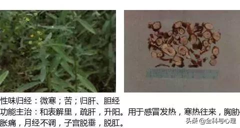 史上最全中草药图谱（附主治功效）（一）
