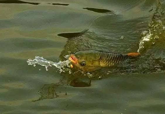 春天用玉米粒钓鱼有效果吗,用玉米粒钓鱼还用什么打窝