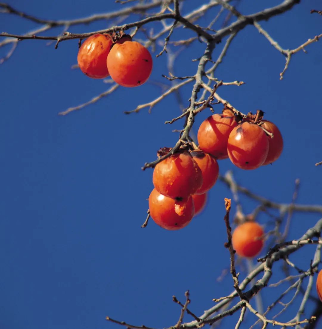还没想好国庆去哪？自驾2.5小时，在秋日里泡温泉吃美食