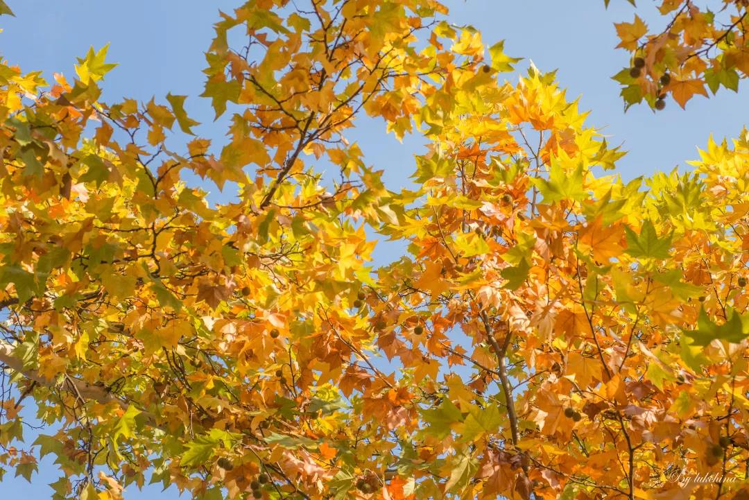 坐拥16个食堂、豪华宿舍和校内鸟巢！中南大学才是真正的超高颜值！