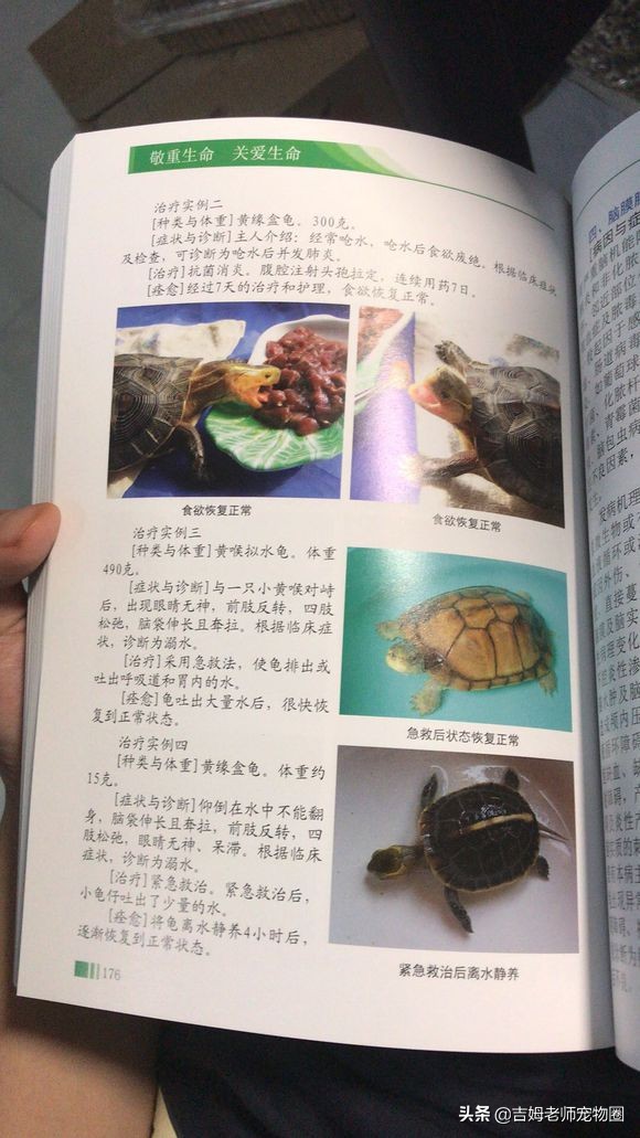 乌龟放水里一直游到岸边怎么办,乌龟溺水后眼睛是睁的还是闭的