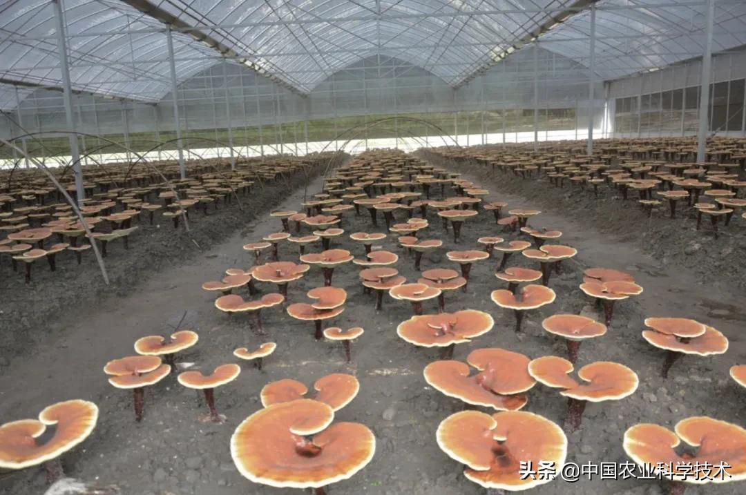 如何鉴别灵芝孢子粉真假,怎么判断灵芝有没有孢子粉