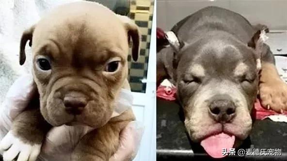 如何让狗子变得更听话,怎么让狗子越来越听话