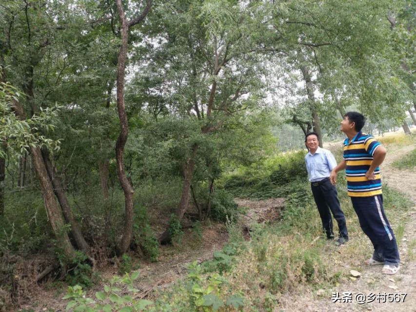 神奇古树奇观,神奇古树