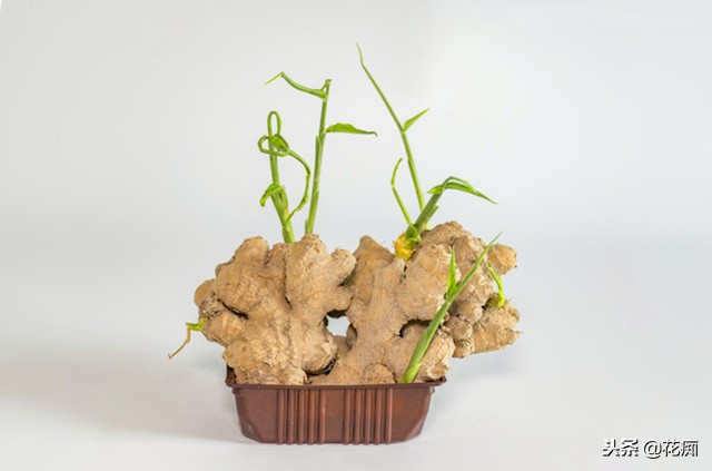 姜山水培方法,姜山盆景种植