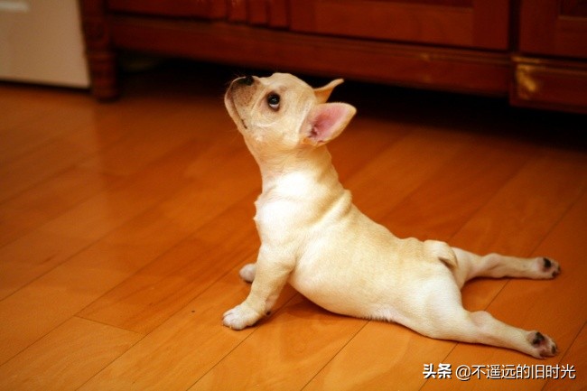 10种最可爱的动物让你爱不释手,10个令人大开眼界的动物