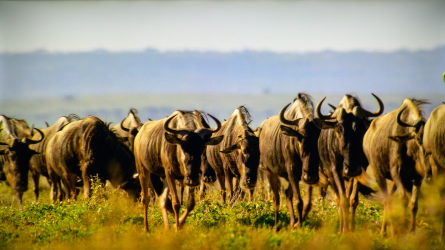 创维酷开p50是真4k吗,创维酷开p5065寸价格