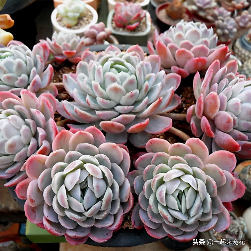 多肉冰梅老桩养殖方法,夏季冰梅多肉怎么养