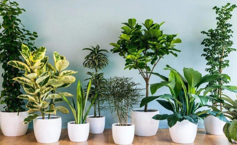 冬季耐寒庭院的八种植物,室内适合养的18种植物及图片