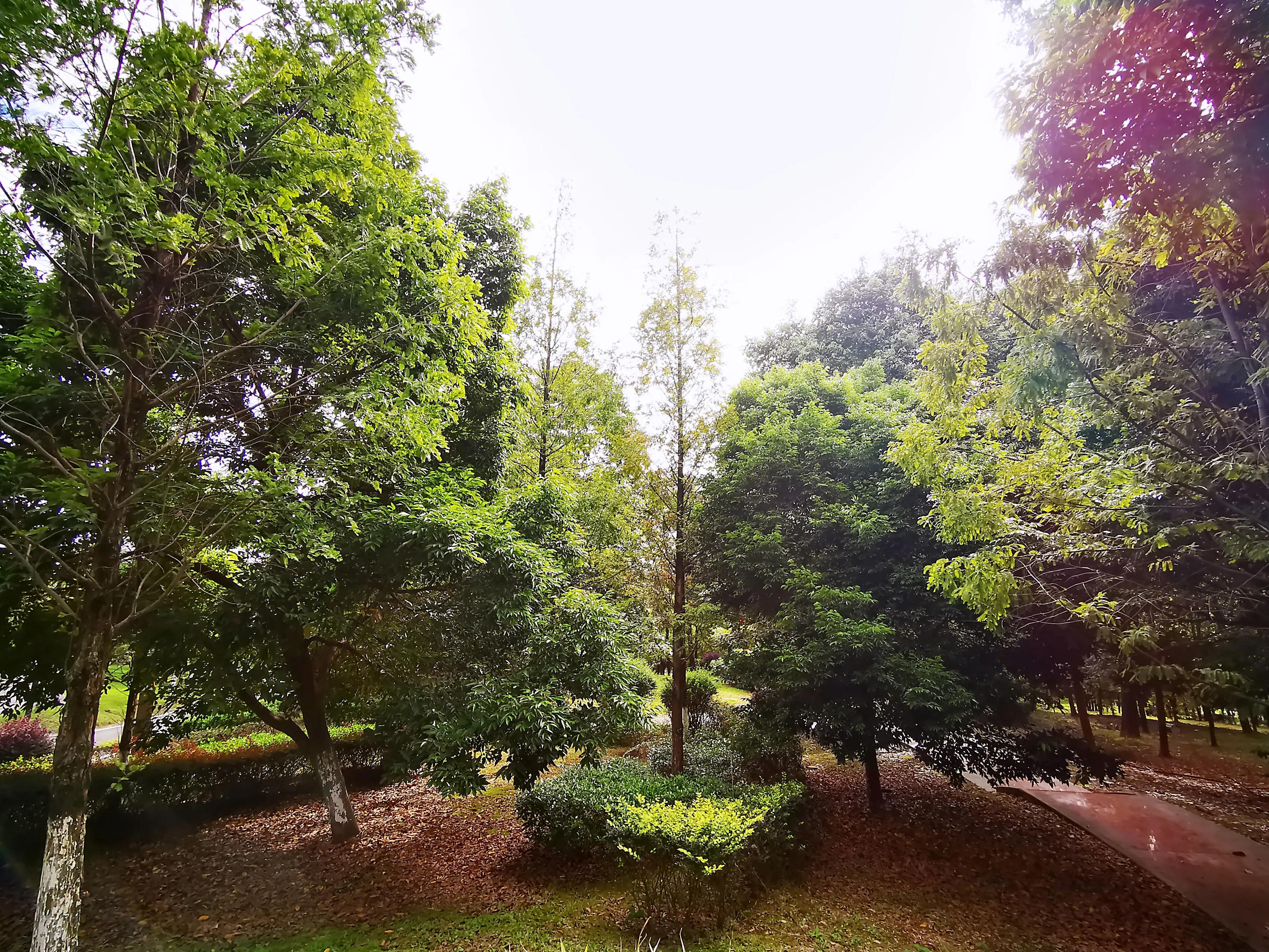 老成都的回忆完整版,老成都的记忆电烤肉串