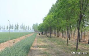 邻居种树影响我的地种庄稼怎么办,隔壁种树影响旁边耕地怎么办