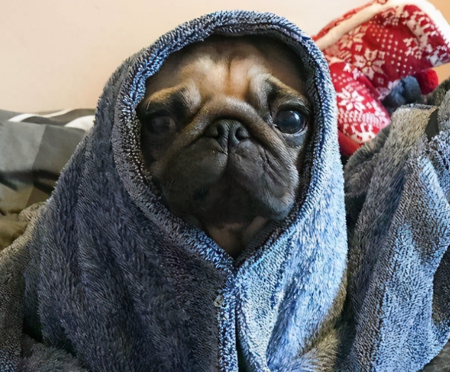 爱干净又好养的狗排名前十,最好养的狗又干净又不掉毛不乱叫