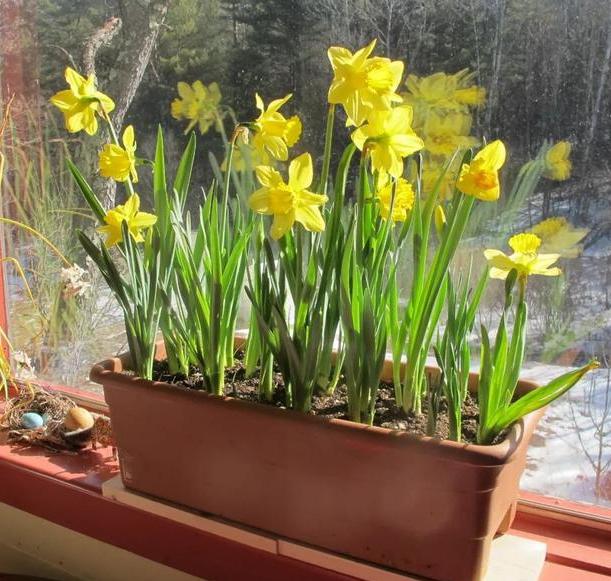 水仙花该怎么养？买回的种球跟着4步走，秋天种植冬天开花