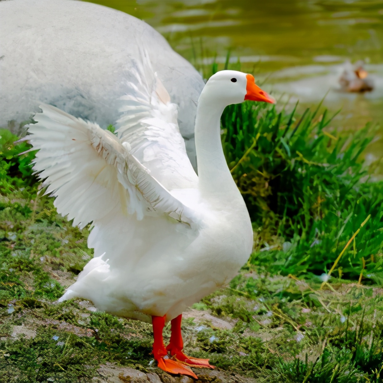 有鹅的地方不能有蛇,有鹅的地方绝对不可能出现蛇