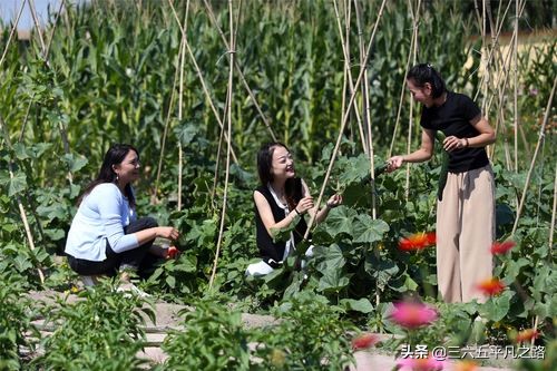 蔬菜虫害防治及配药剂,蔬菜不打农药怎样除虫害