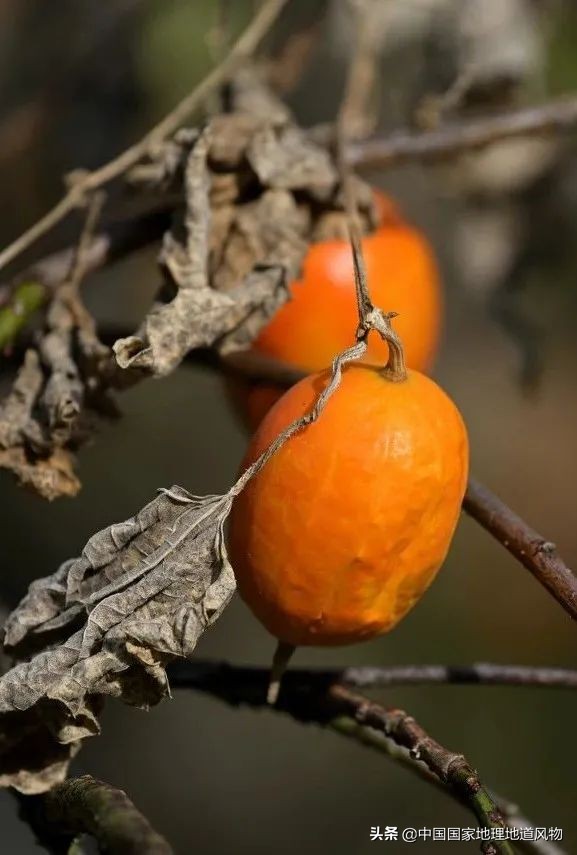 中国人什么时候开始嗑瓜子的,中国人什么年代嗑瓜子